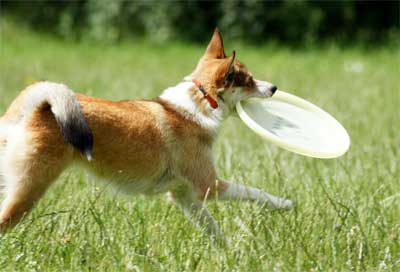 Frisbee